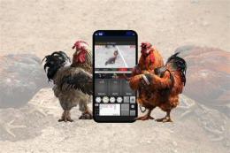 giao diện app đá gà c2 ngày 24 tháng 7 năm 2024