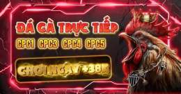 giao diện app đá gà c3 c1