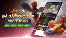 giao diện app đá gà casino đá gà casino