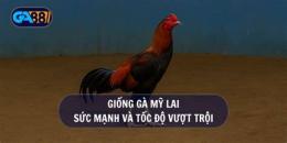 giao diện app đá gà lai mỹ