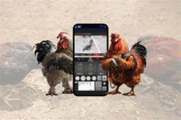 giao diện app đá gà ngày 25 tháng 5 năm 2023