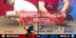 giao diện app đá gà thomo 1/9/2024