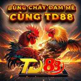 giao diện app đá gà thomo 28/7 c3