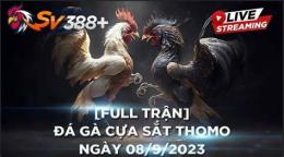 giao diện app đá gà thomo 9/6/2023