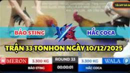 giao diện app đá gà thomo c2 hôm nay bảo sting