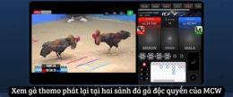 giao diện app đá gà thomo hôm nay phát lại