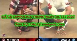 giao diện app đá gà thomo ngày 10 tháng 11