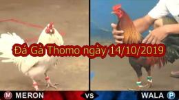 giao diện app đá gà thomo ngày 14 tháng 10