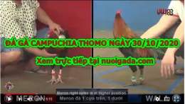giao diện app đá gà thomo ngày 30 thắng 10