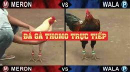 giao diện app đá gà thomo ngày 31 tháng 7
