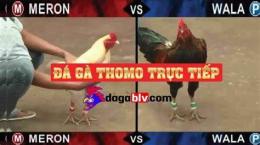 giao diện app da ga thomo truc tiep c3