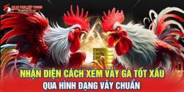 giao diện app đá gà tốt xấu