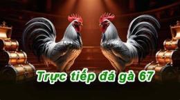 giao diện app đá gà trực tiếp c1 c2 hôm nay