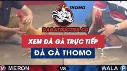 giao diện app da ga truc tiep c3 12/1