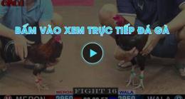giao diện app da ga truc tiep da giai
