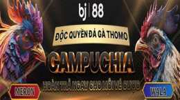 giao diện app đá gà trực tiếp phu phu và đăng black
