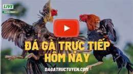 giao diện app da ga truc tiep thommo binh luan vien