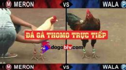 giao diện app đa ga truc tiep thomo c3
