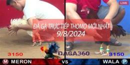 giao diện app đá gà trực tiếp thomo đá