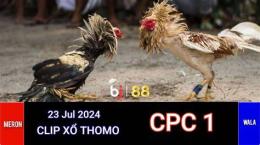 giao diện app đá gà trực tiếp thomo ngày 23 tháng 8