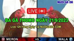 giao diện app gà đá cựa sắt campuchia mới nhất