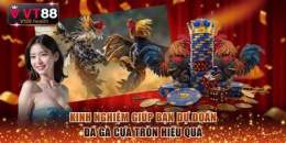 giao diện app gà đá cựa tròn