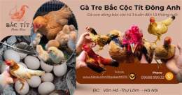 giao diện app gà tre bắc tít đã