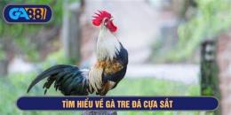 giao diện app ga tre sieu da cua sat