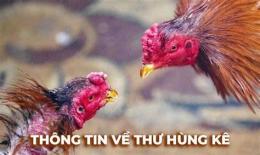 giao diện app lối đá của gà thư hùng kê