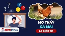 giao diện app nằm mơ thấy đá gà đánh số may