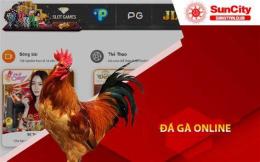 giao diện app suncity đá gà