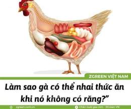 giao diện app tại sao trong dạ dày cơ của gà lại có sỏi