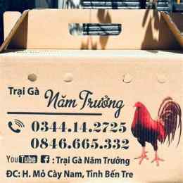 giao diện app trại gà đá thắng bến tre