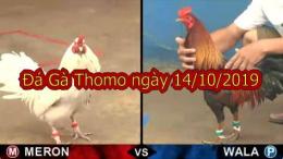 giao diện app trực tiếp đá gà thomo ngày 14