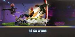 giao diện app ww88 đá gà trực tiếp