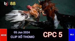 giao diện app xem đá gà chọi thomo