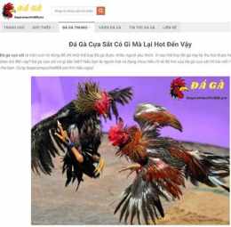 giao diện app xem đá gà tre cựa sắt campuchia