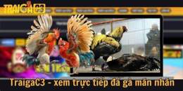 giao diện app xem gà đá c3