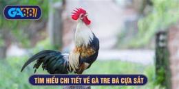 giao diện app xem ga tre da cua sat