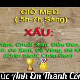 giờ cho gà đá ăn