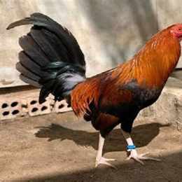giong ga da cua sat hay nhat hien nay