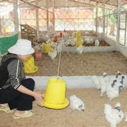 giống gà đà điểu
