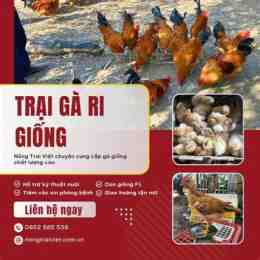 giống gà da giòn