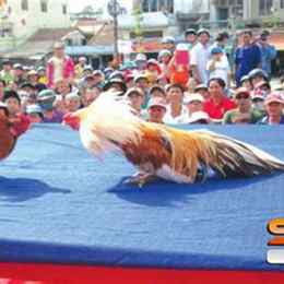 hoi da ga cua sat viet nam