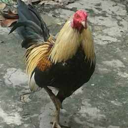 hoi ga da viet nam