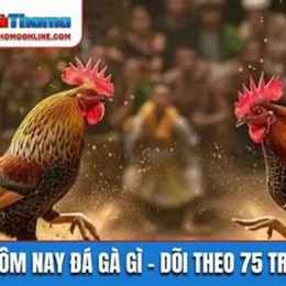 hôm nay đá gà nào tốt