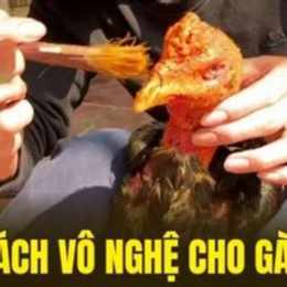 hướng dẫn quy trình vô nghệ cho gà đá cựa sắt