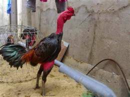 hướng dẫn sử dụng cách làm cho da gà chọi dày và đỏ