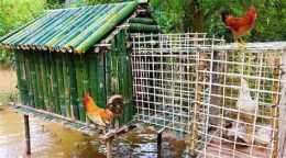 hướng dẫn sử dụng cách làm chuồng gà đá cựa
