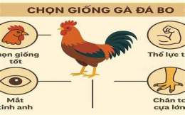 hướng dẫn sử dụng cach nuoi ga da bo lon